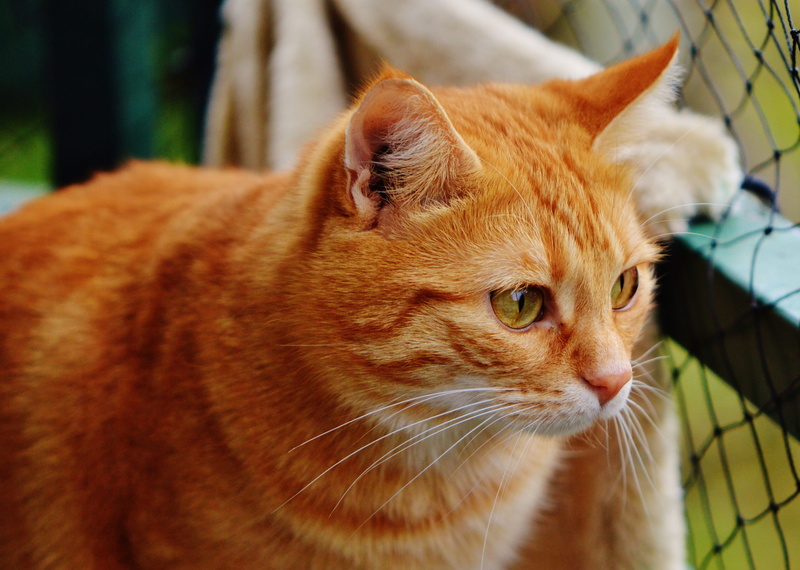 cuddly, fur, sweet, young cat, brown, animal eye, red cat, tiger, red, cat, pet, one animal, cute, looking away, adidas, red mackerel tabby, animal body part