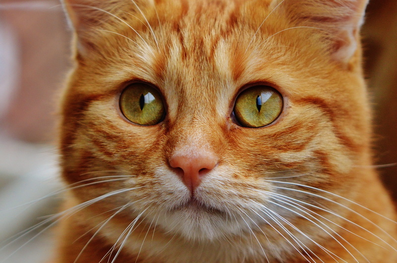mammal, animal head, snout, cats eyes, portrait, cuddly, tiger, focus on foreground, eye, pet, animal eye, animal themes, pets, kitten, domestic cat, whisker