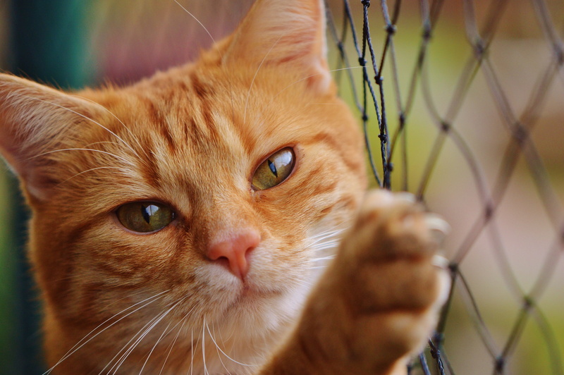sweet, mammal, 4K, domestic animals, whisker, cuddly, playful, adidas, cute, ginger cat, close-up, tiger, one animal, no people, looking at camera, cat face