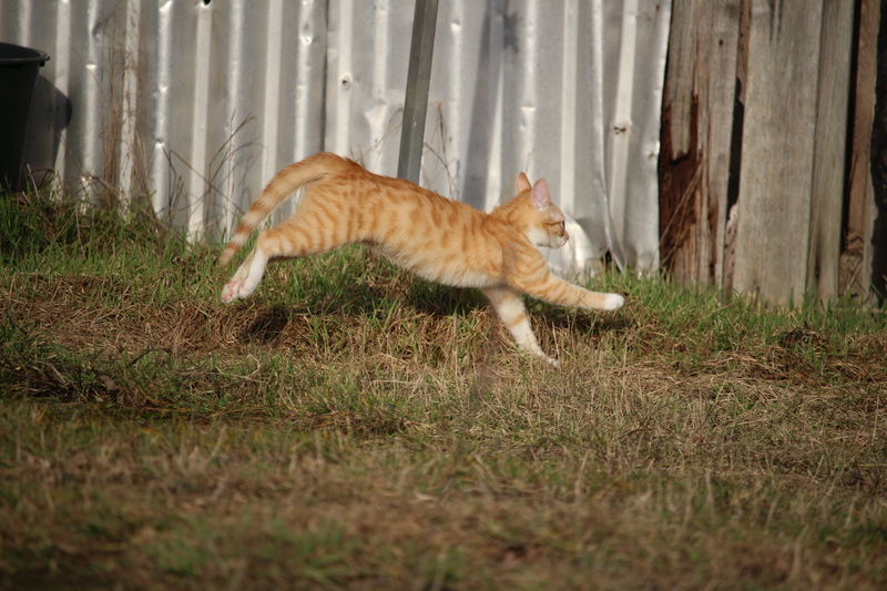 pets, vertebrate, no people, field, ginger cat, domestic animals, nature, full length, 5K, red cat, feline, plant, cat, red mackerel tabby, animal, domestic