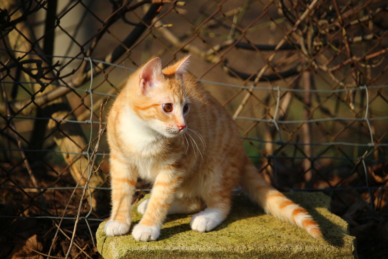mammal, mackerel, fence, barrier, looking, 5K, vertebrate, domestic, no people, feline, boundary, cat, pets, animal themes, red cat, mouth open, whisker
