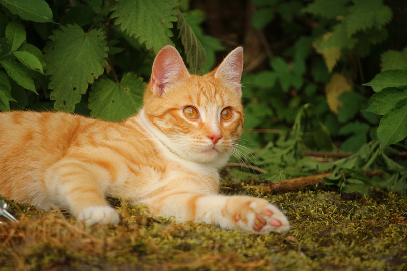 domestic, vertebrate, plant, kitten, portrait, one animal, leaf, feline, plant part, red mackerel tabby, cat, animal themes, ginger cat, whisker, mieze