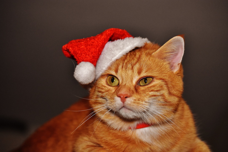 kitten, mackerel, tabby, cat face, red mackerel tabby, christmas, one animal, red cat, mammal, domestic, santa hat, domestic cat, cute, pet, playful, close-up