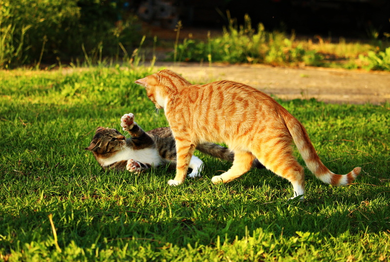 grass, red mackerel tabby, play, kitten, animal, nature, whisker, vertebrate, land, domestic cat, mieze, side view, mouth open, field, domestic animals