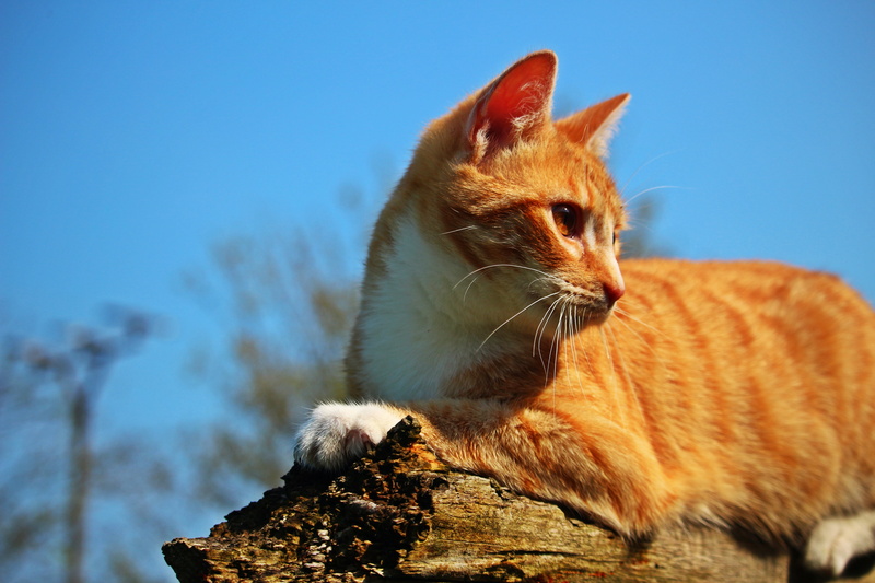 cat baby, cat, domestic, looking away, vertebrate, ginger cat, animal themes, one animal, animal, domestic cat, mammal, pets, feline, whisker, red mackerel tabby