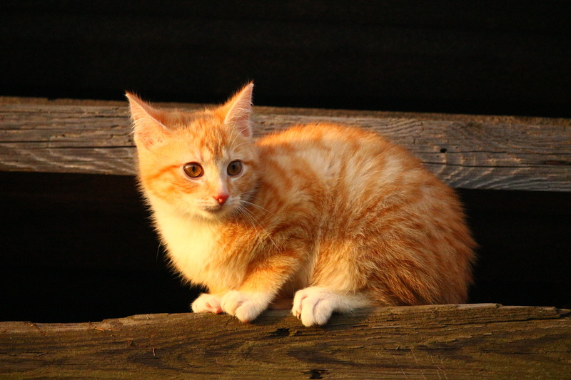 domestic cat, wooden wall, 5K, portrait, red mackerel tabby, feline, vertebrate, whisker, wood - material, Mackerel Tabby, Red Cat, nature, one animal