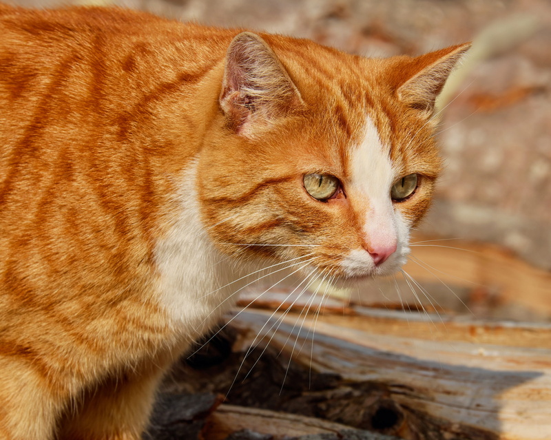 animal, mackerel, mieze, red cat, white, drinking, domestic cat, tiger cat, moustache, day, animal themes, domestic, close-up, cat, pet, animal head, domestic animals