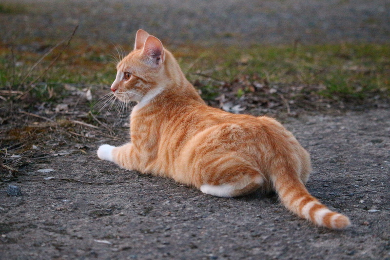 animal, looking, ginger Cat, cute, relaxation, selective focus, animal themes, domestic, whisker, no people, domestic Animals, fur, vertebrate, young cat