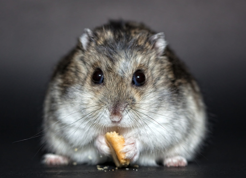 mouse, biscuit, studio shot, cute, animal head, looking at camera, dwarf hamster, dschungare, one animal, gray, hungry, dsungare, animal eye, domestic