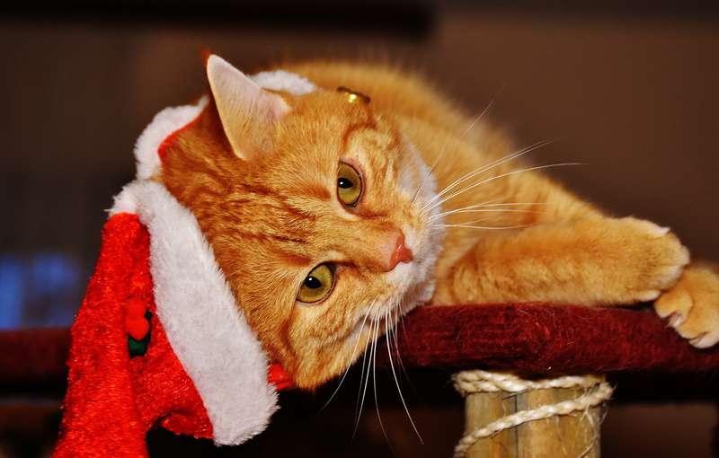 day, one animal, domestic animals, cat, cuddly, looking, ginger cat, feline, surface, indoors, santa hat, animal body part, pets, domestic cat, mammal