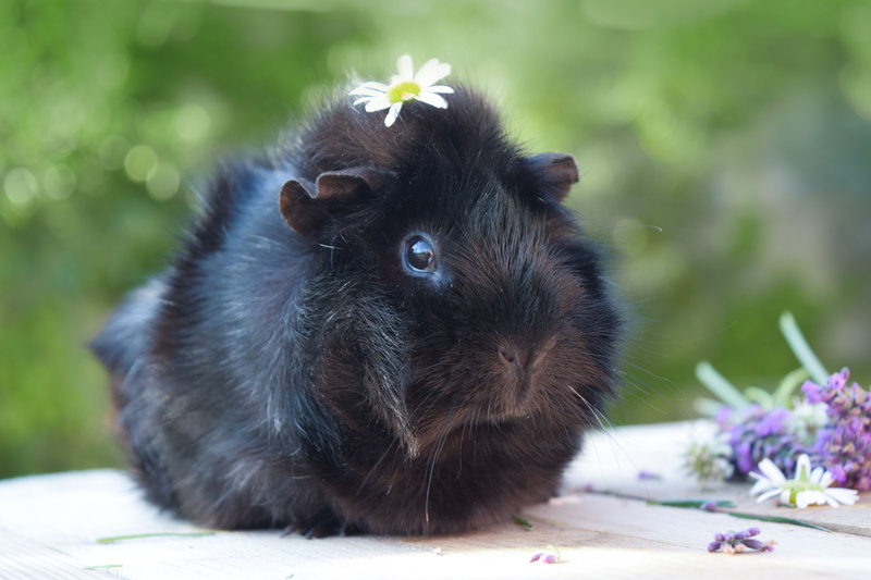 guinea pig, furry, surface, domestic animals, domestic, lovely, black color, mammal, close-up, plant, animal themes, no people, black, animal wildlife