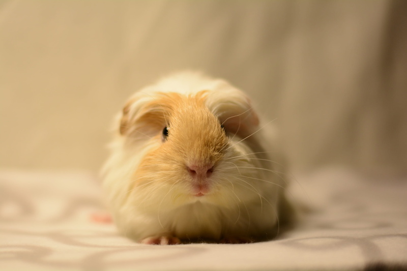 mammal, cozy, animal wildlife, indoors, animal themes, vertebrate, selective focus, Pet, looking at camera, 2K, close-up, animal, one animal, domestic