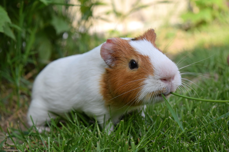pet, happy, pig, land, eating, outdoors, plant, green, nature, field, white, cavy, daytime, vertebrate, brown, animal themes, cute, adorable, funny, furry