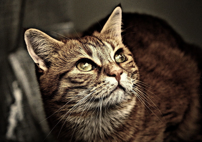 animal world, sweet, pet, pets, mammal, one Animal, animal body part, silver tabby, fur, vertebrate, focus on foreground, young cat, young Animal, relaxation