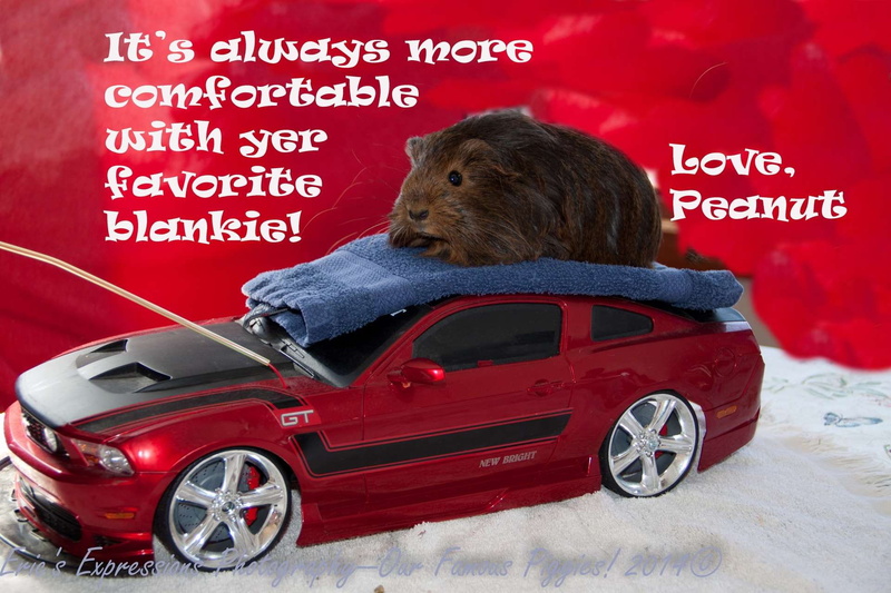 looking, car, food and drink, motor vehicle, mode of transportation, fun, red, land vehicle, sitting, cavy funny, communication, mammal, guinea pig, one animal