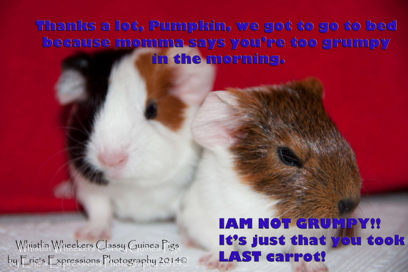 pets, domestic animals, vertebrate, close-up, hamster, mammal, animal wildlife, one animal, animal themes, animal, no people, indoors, animal head, funny guinea pig