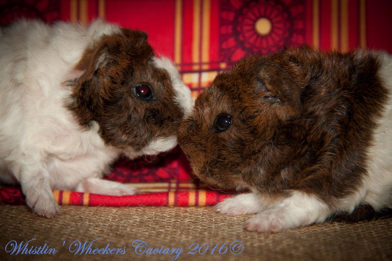 animal themes, domestic animals, guinea pig, young animal, dog, celebration, vertebrate, domestic, canine, mammal, cute, small, softness, 4K, group of animals