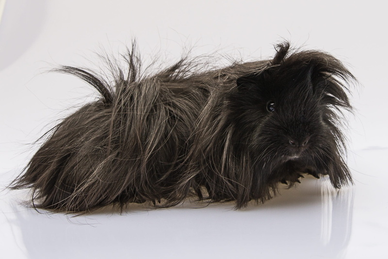 cavia porcellus, animal themes, peruvian, Longhaired, hairstyle, mammal, hair, human hair, domestic, small, Guinea Pig, white background, one animal, indoors