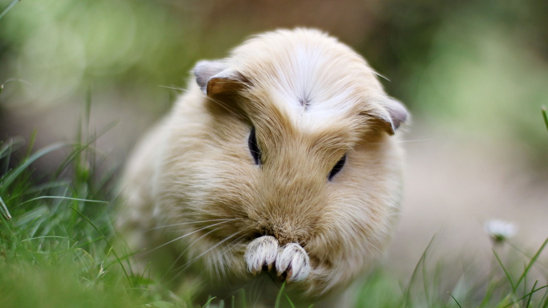 selective focus, 4K, land, rodent, guinea pig, cat, rabbit, feline, day, nature, hamster, close-up, grass, angora, kitten, fluffy, domestic, whisker, fun