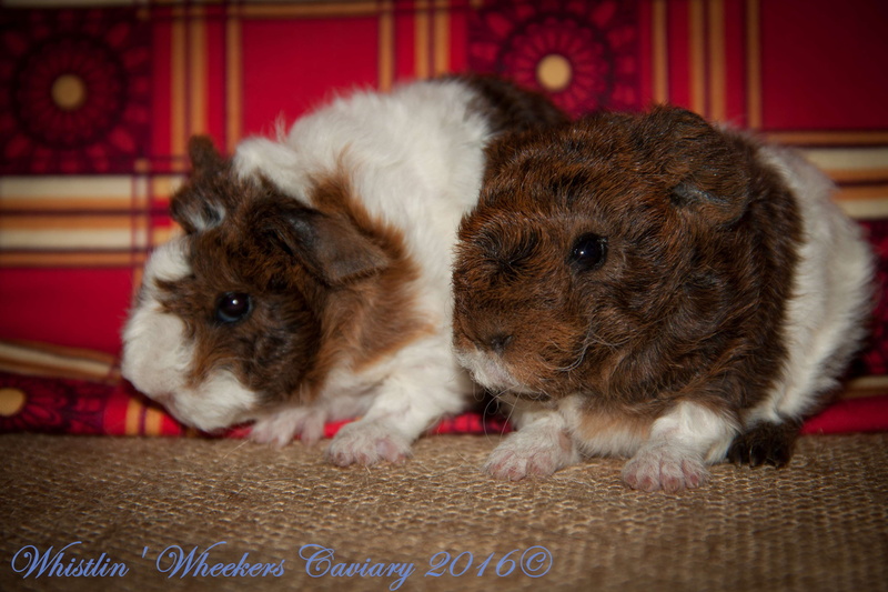 small, canine, indoors, focus on foreground, mammal, shih tzu, no people, rug, softness, two animals, domestic, young animal, texel guinea pig, animal themes