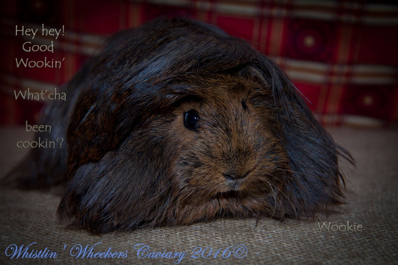 peruvian guinea pig, domestic animals, mammal, animal themes, close-up, pets, text, vertebrate, cavy, rodent, indoors, 4K, focus on foreground, animal hair