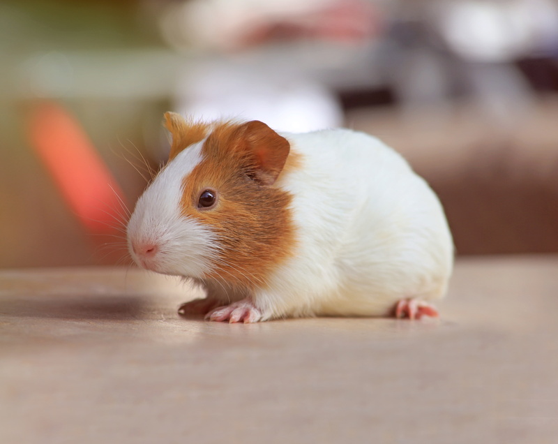 no people, pet, Animals, guineapig, rat, lanscape, animal wildlife, domestic, close-up, cavy, 5K, Pets, animal themes, indoors, domestic animals, eating