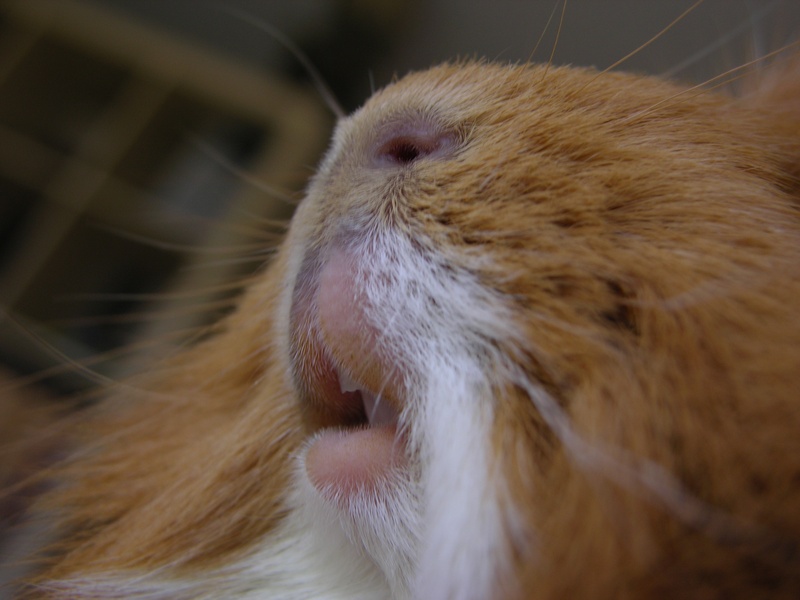 one animal, macro, domestic, cavy teeth, snout, nose, animal mouth, animal, cute, vertebrate, 2K, pets, whisker, fur, animal head, focus on foreground