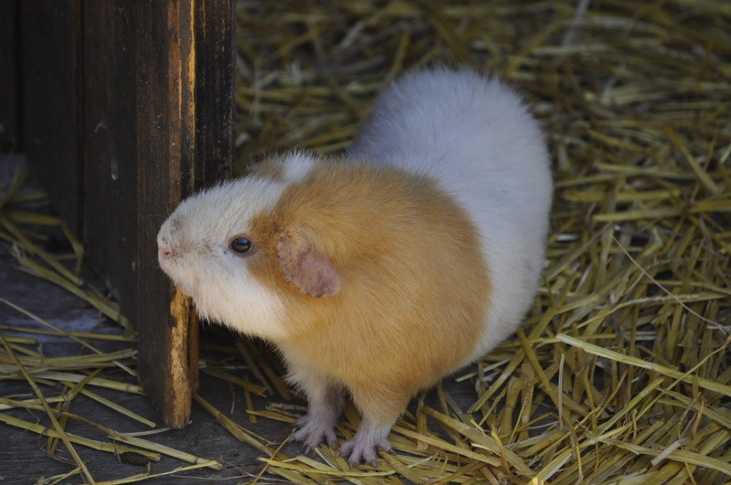 nature, vertebrate, outdoors, adorable, land, rodents, domestic, cute, hairy, small, animal themes, close-up, no people, cavy, domestic animals, 4K, field