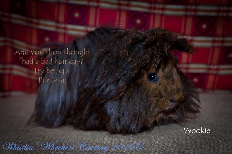 indoors, close-up, vertebrate, guinea pig, domestic animals, 4K, bad hair day, western script, domestic animal, mammal, text, message, pets, small animal