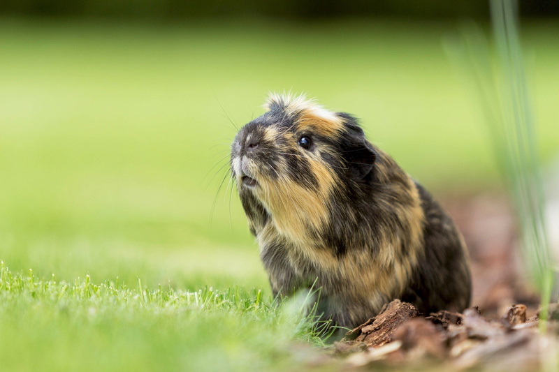 Animal, Guinea Pig, 1080P, Rodent