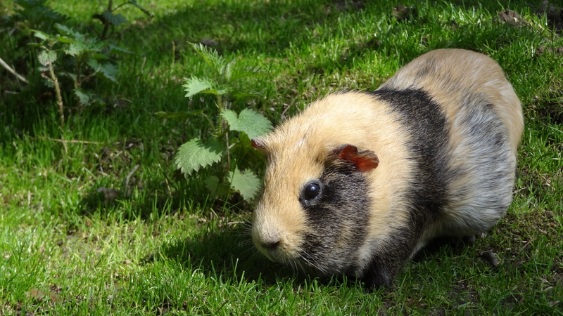 small, fur, animal wildlife, day, no People, animal themes, vertebrate, pig, animal, nature, focus on foreground, 4K, guinea Pig, one Animal, whisker