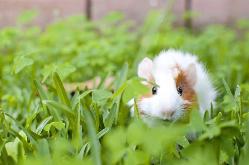 animal themes, farm, white, brown, small, easter, backgrounds, rodent, day, close-up, whisker, mammal, meadow, grass, domestic, guinea, springtime, outdoors