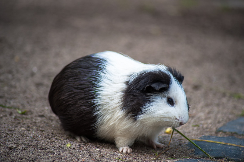 black Color, mammal, outdoors, brown, animals in the wild, domestic Animals, grass, rodent, focus on foreground, domestic, nature, black, small, animal