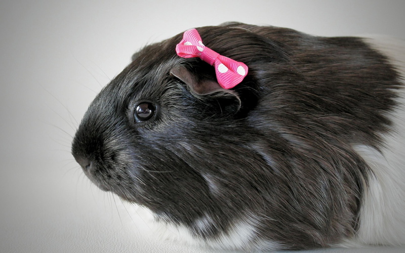 guinea, rodent, black, bow, 2K, fluffy, white, pig, hamster, guinea pig