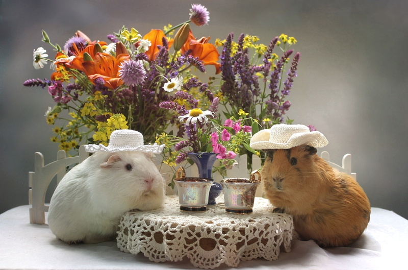 flowers, Cup, Lily, bouquet, Guinea pig, 1080P, hat
