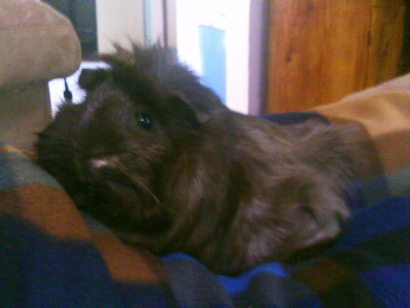 guinea, cute, pig, animals, guinea pig, 1080P, furry