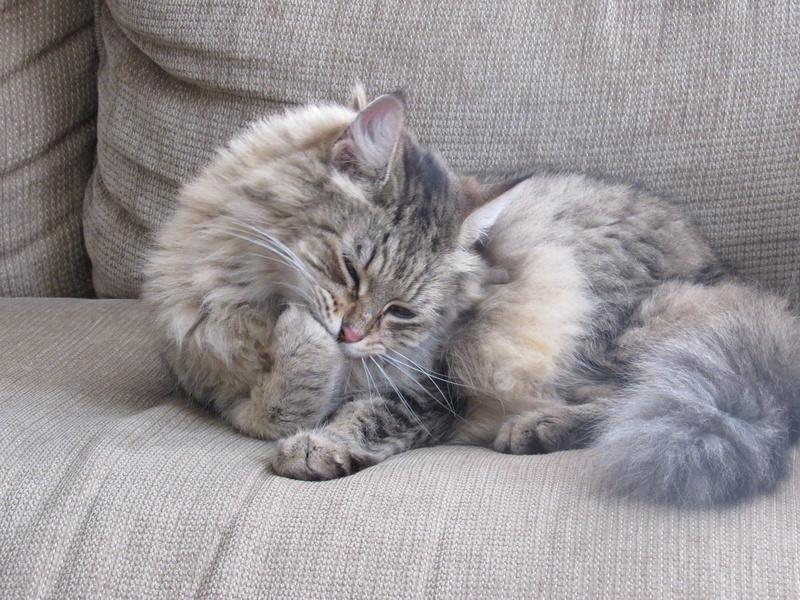 young Animal, comfortable, symbol, pets, animal family, Licking, maine coon cat, animal themes, feline, fur, whisker, resting, vertebrate, nose, animal