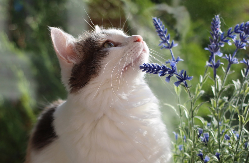 pets, white color, mammal, domestic animals, vertebrate, kitty, animal head, flowers, one animal, furry, cat, 2K, animal, animal themes, domestic cat