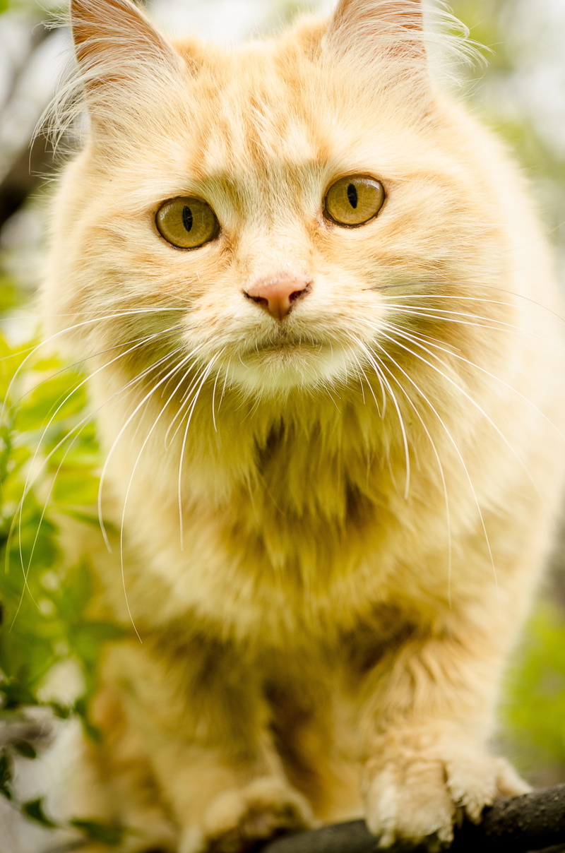 long-hair, mammal, pet, outdoor, vertebrate, domestic cat, ginger cat, whisker, face, looking at camera, close-up, focus on foreground, 4K, animal eye