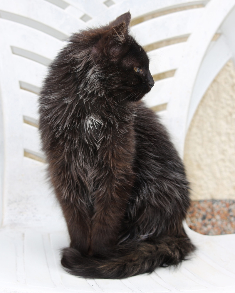 feline, fur, nature, long haired, domestic, animal hair, pets, black cat, black kitten, whisker, mammal, indoors, black color, pet, looking, vertebrate