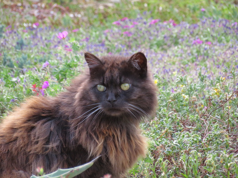 portrait, domestic animals, vertebrate, yellow, plant, looking at camera, 5K, no people, feline, garden, Black, Hair, good looking, crusader, domestic