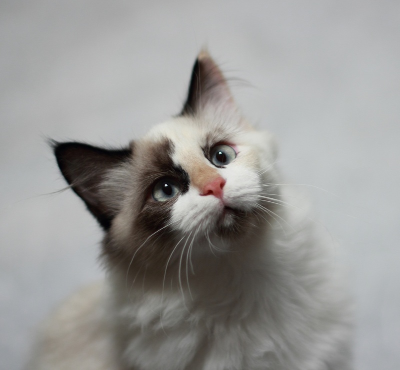 feline, kitten, mammal, contemplation, cute, animal head, kitty, indoors, face, one animal, long hair, animal body part, white, domestic Cat, young Animal