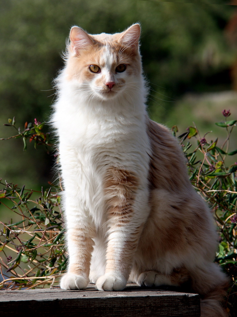 nature, domestic, animal, pets, amber eyes, domestic animals, whisker, feline, one animal, sitting, tawny, domestic cat, 2K, day, pink nose, plant, vertebrate