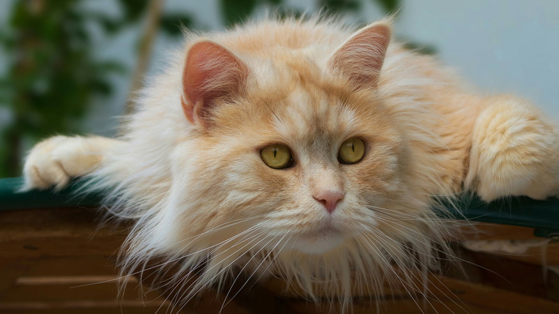 eyes, ginger cat, domestic animals, focus on foreground, domestic cat, close up, one animal, animal eye, pets, kitten, vertebrate, domestic, mammal, close-up