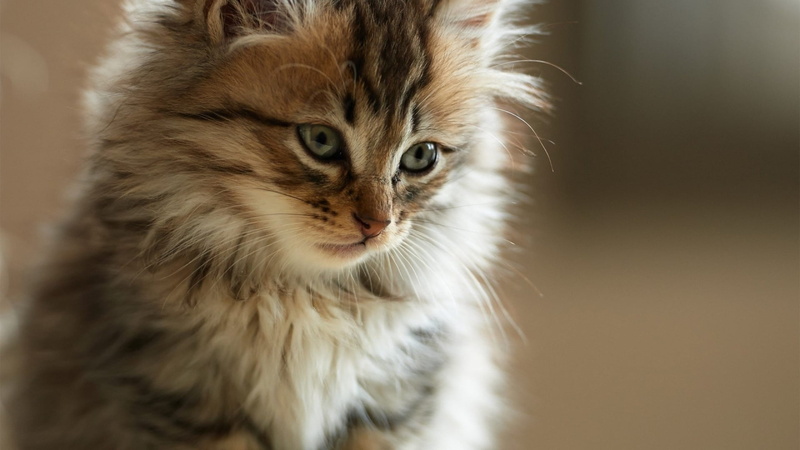 tabby, mammal, kitty, fur, persian cat, indoors, animal, one animal, domestic long haired cat, fluffy, maine coon cat, looking, animal head, close-up, domestic animals