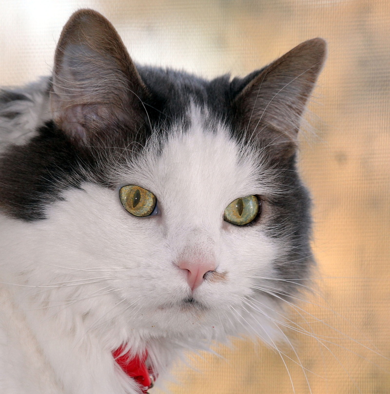 hairstyle, nature, kitten, yellow eyes, animal head, portrait, whisker, feline, outdoors, animal themes, looking at camera, body part, adorable, animal body part