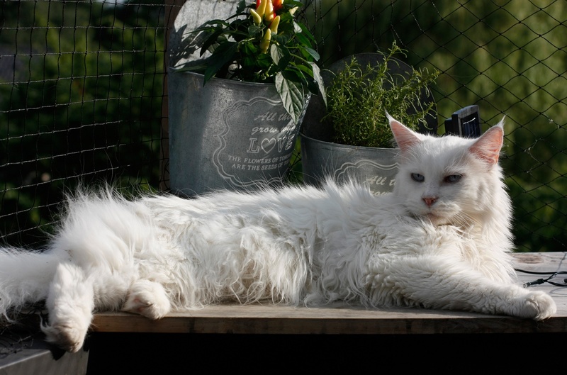 animal themes, adorable, fur, pets, wooden, ears, cute, pet, whiskers, feline, eyes, white, front or back yard, plant, long hair, 1080P, reclining, day