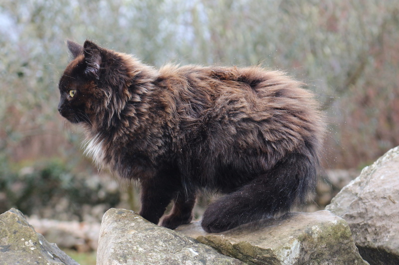 domestic, animal wildlife, rock - object, fur, fluffy, black kitten, rock, side view, feline, animals in the wild, standing, full length, black cat, nature