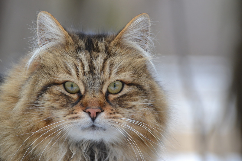 4K, portrait, domestic cat, no people, cat, tabby, maine coon cat, focus on foreground, pets, hair, domestic, whisker, animal body part, feline, persian cat
