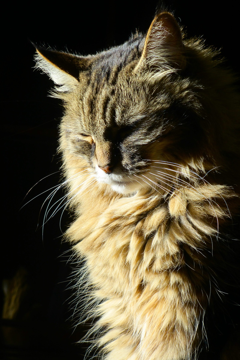 cute, no people, eyes, closing, domestic cat, indoors, sleeping, hair, bright, vertebrate, brown, nature, animal head, domestic, one animal, sunset, maine coon cat